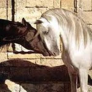 Meet your Posher, Hugo